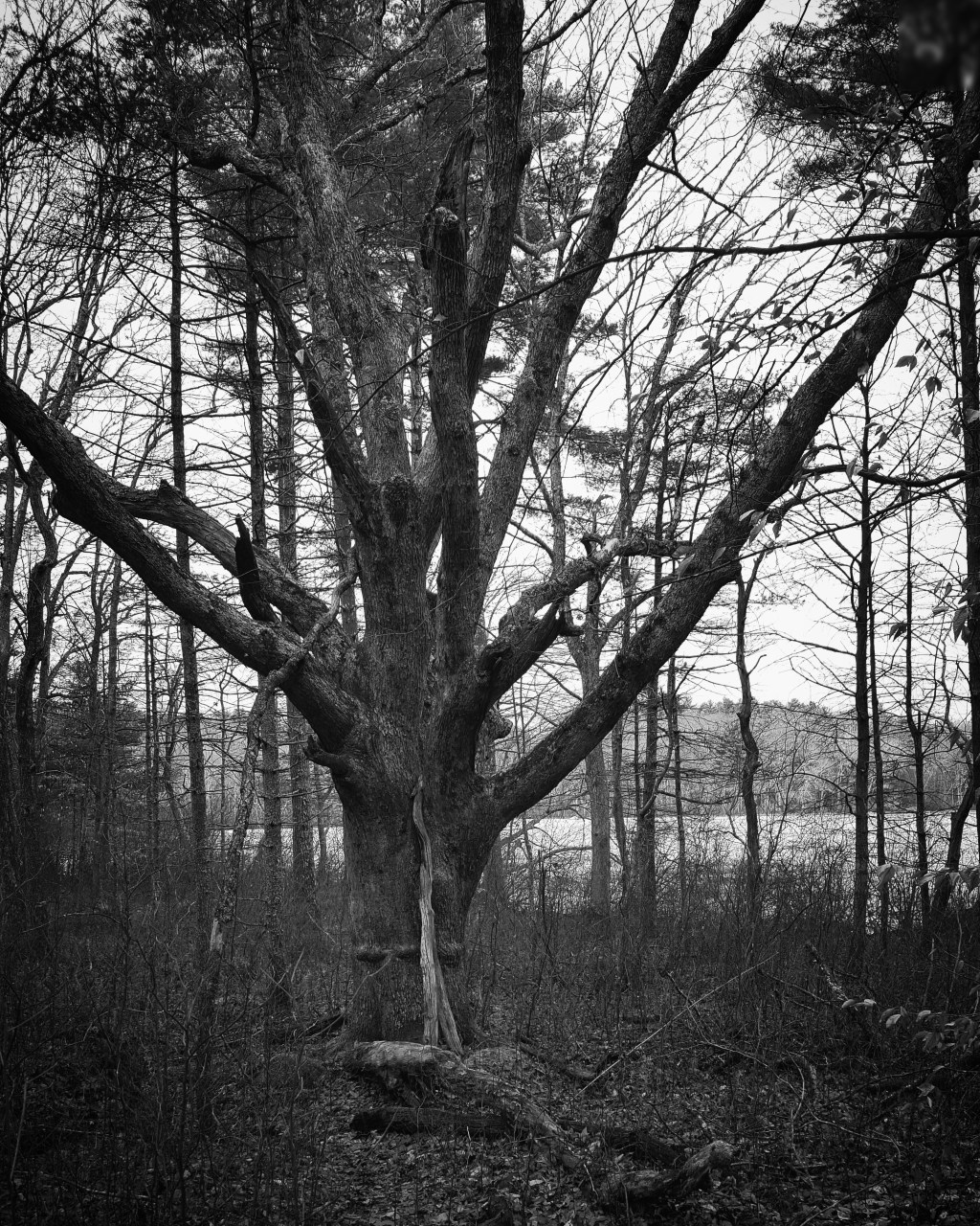 Arcadia’s Tree of&nbsp;Life